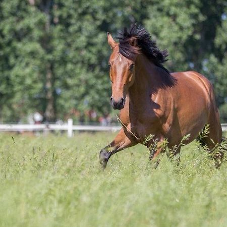 Pferdeidylle Direkt Neben Berlin In Dallgow Kültér fotó