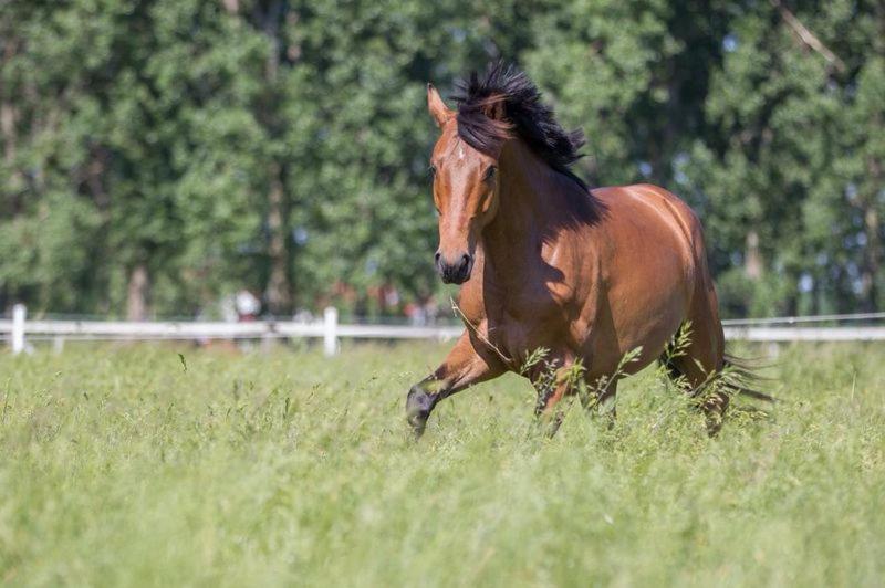 Pferdeidylle Direkt Neben Berlin In Dallgow Kültér fotó